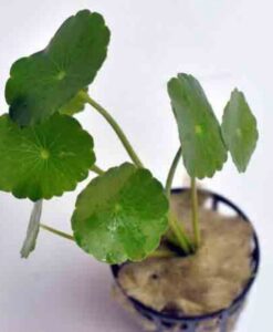 Hydrocotyle Verticillata Saksı