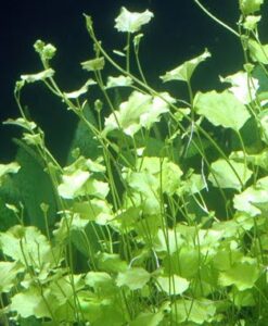 Cardamine Lyrata