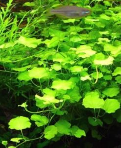 Cardamine Lyrata Saksı - Bakımı Kolay Canlı Akvaryum Bitkisi - Orta Plan