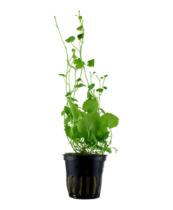 Cardamine Lyrata - Saksı