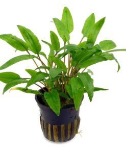 Cryptocoryne Wendtii Green - Saksı