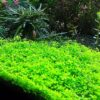 Hemianthus Callitrichoides (Cuba)