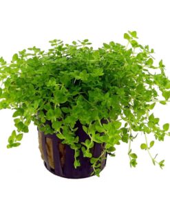 Hemianthus Micranthemoides - Hemianthus Micra Saksı