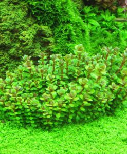 Ammania Sp Bonsai - Cüce Bonsai