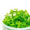 Ammania Sp Bonsai - Cüce Bonsai - 200cc in Vitro Kapta Orta Plan Bitkisi
