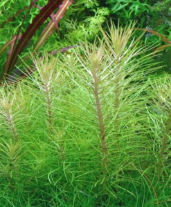 Pogostemon Erectus - Canlı Akvaryum Bitkisi