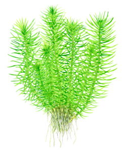 Pogostemon Erectus - Canlı Akvaryum Bitkisi