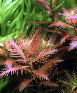 Proserpinaca Palustris Cuba