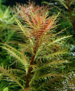 Proserpinaca Palustris Cuba