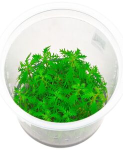 Proserpinaca Palustris Cuba in Vitro 200cc