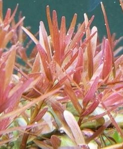 Rotala Rotundifolia Ceylon - Rotala Pink