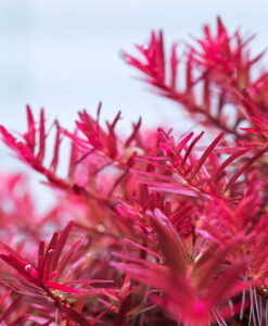 Rotala H'Ra