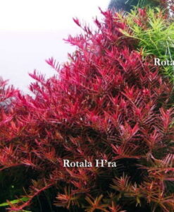 Rotala H'Ra