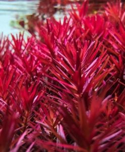 Rotala H'Ra