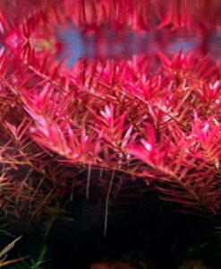 Rotala H'Ra