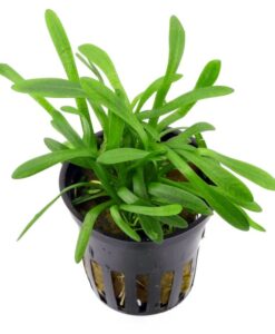 Sagittaria Subulata Saksı