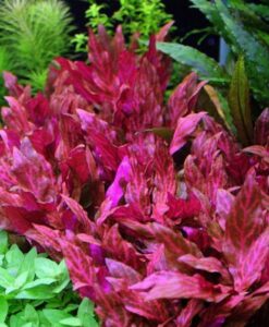 Alternanthera Reineckii Rosanervig