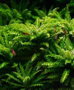 Pogostemon Helferi - Canlı Akvaryum Zemin Bitkisi