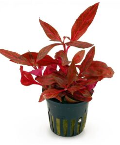 Alternanthera Reineckii Rosanervig - Saksı