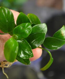 Anubias Nana Petite