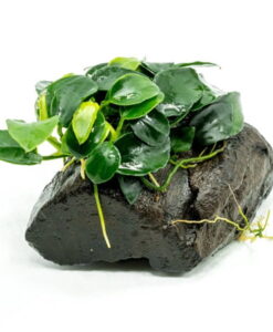 Anubias Nana Petite