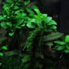 Anubias Nana Petite