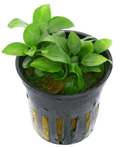 Anubias Nana Petite - Saksı