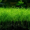 Eleocharis Parvula - Çim görünümlü zemin örtücü akvaryum bitkisi