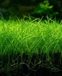 Eleocharis Parvula - Çim görünümlü zemin örtücü akvaryum bitkisi