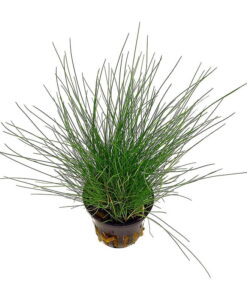 Eleocharis Parvula Saksı