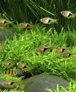 Pogostemon Helferi canlı yeşil rengiyle akvaryum zemini için kullanılır.