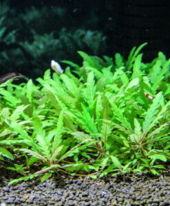 Hygrophila Pinnatifida