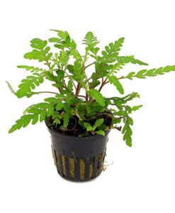 Hygrophila Pinnatifida Saksı