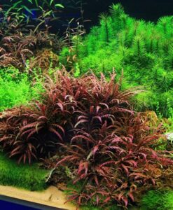 Hygrophila Pinnatifida
