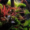 Hygrophila Pinnatifida