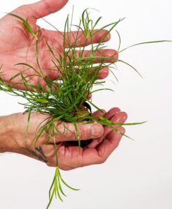 Juncus Repens