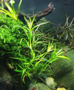 Juncus Repens