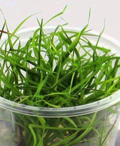 Juncus Repens in Vitro
