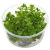 Limnophila Sessiflora, bitkili akvaryumlarda orta plan veya arka plan bitkisi olarak tercih edilen bir bitkidir.