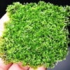Mini Pellia (Riccardia Chamedryfolia)
