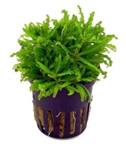 Pogostemon Helferi- canlı yeşil, çalı görünümlü akvaryum zemin bitkisi