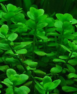 Bacopa Monnieri