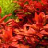 Rotala Macrandra - Kırmızı Arka Plan Bitkisi