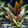 Cryptocoryne Wendtii Brown - Kahverengi Akvaryum Orta Plan Bitkisi